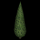 cypress